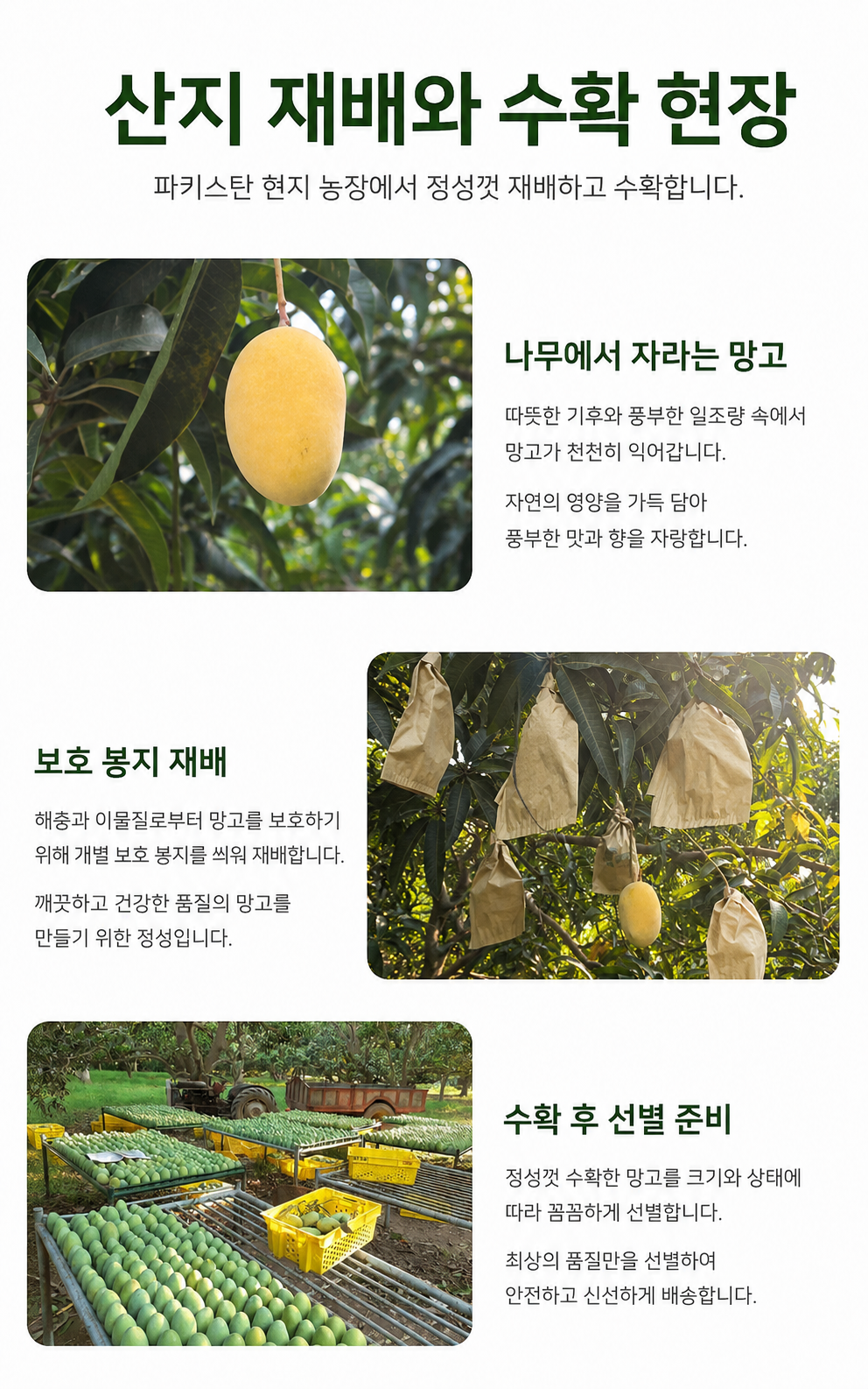 파키스탄 존사 망고 5kg 상세 이미지 3