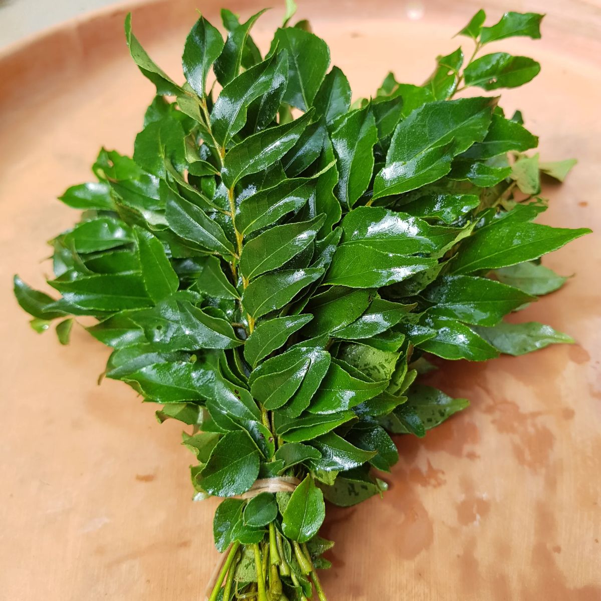 Curry Leaves