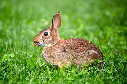 Wild (cottontail)