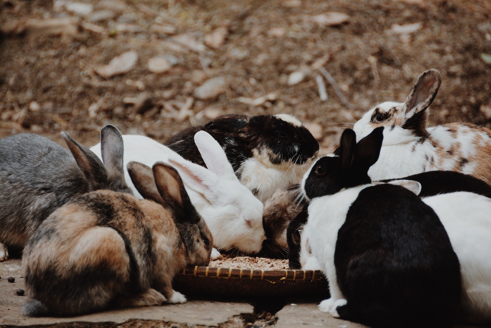 A group of domestic rabbits eating from a dish on the ground