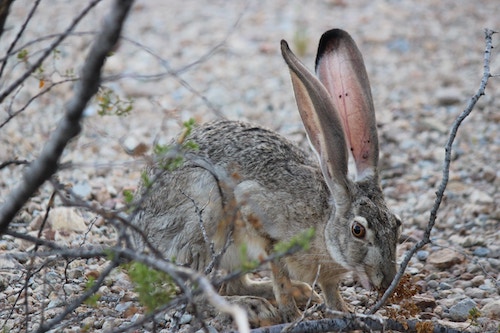 Wild (hare)
