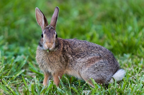 Wild (cottontail)