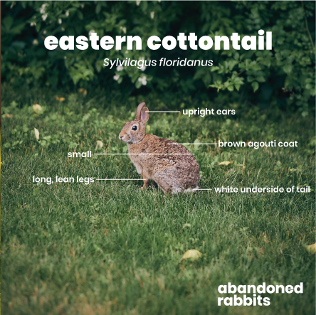 Eastern cottontail (Sylvilagus floridanus): small, upright ears, brown agouti coat, long lean legs, white underside of tail