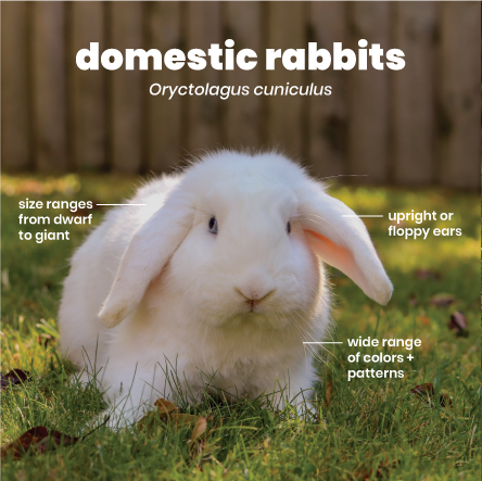 Domestic rabbits (Oryctolagus cuniculus): size ranges from dwarf to giant, upright or floppy ears, wide range of colors and patterns