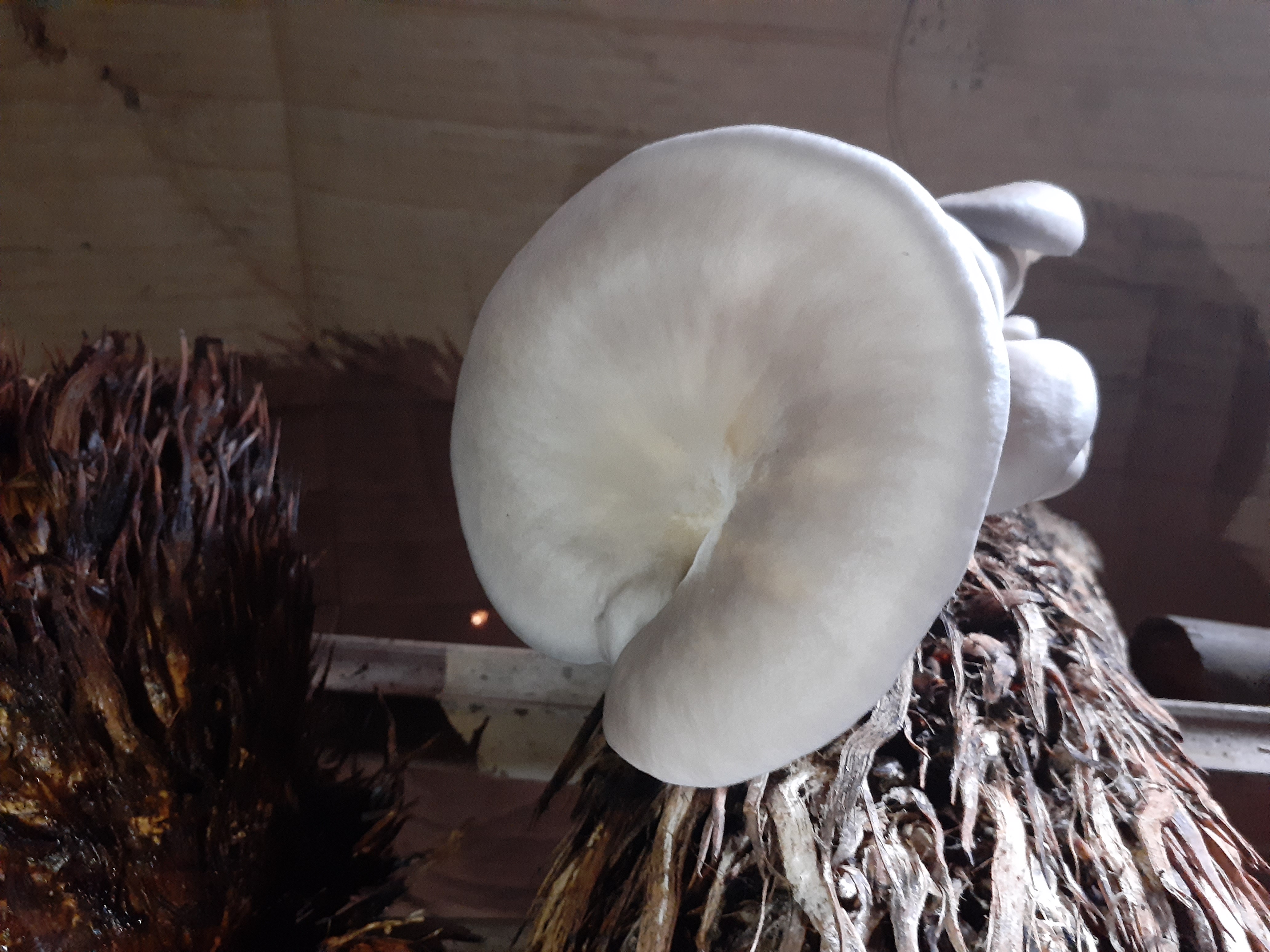 abidjansolution_champignon_pret_pour_recolte.jpg
