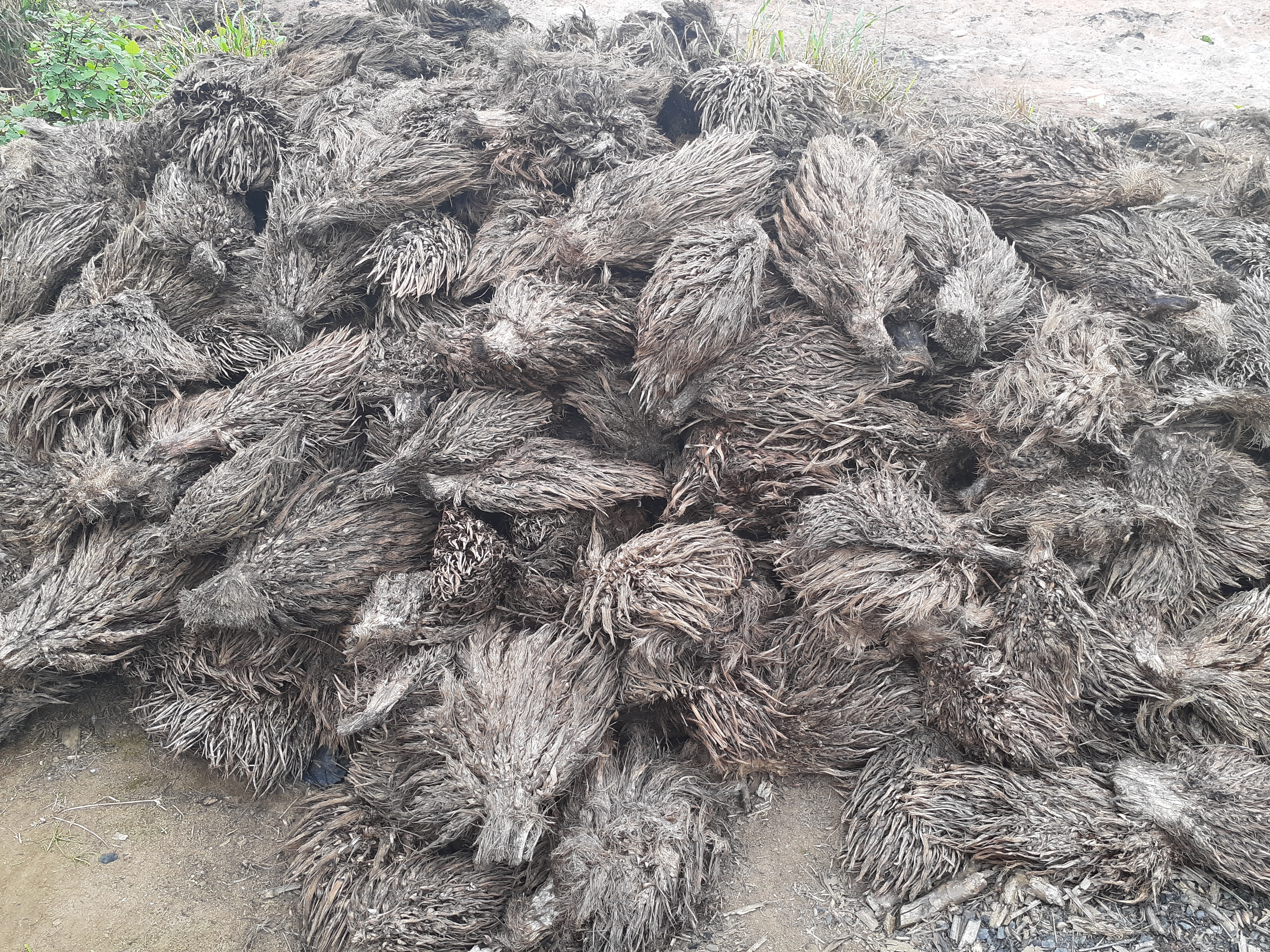 abidjansolution_stock_rafles_en_attente_champignons.jpg