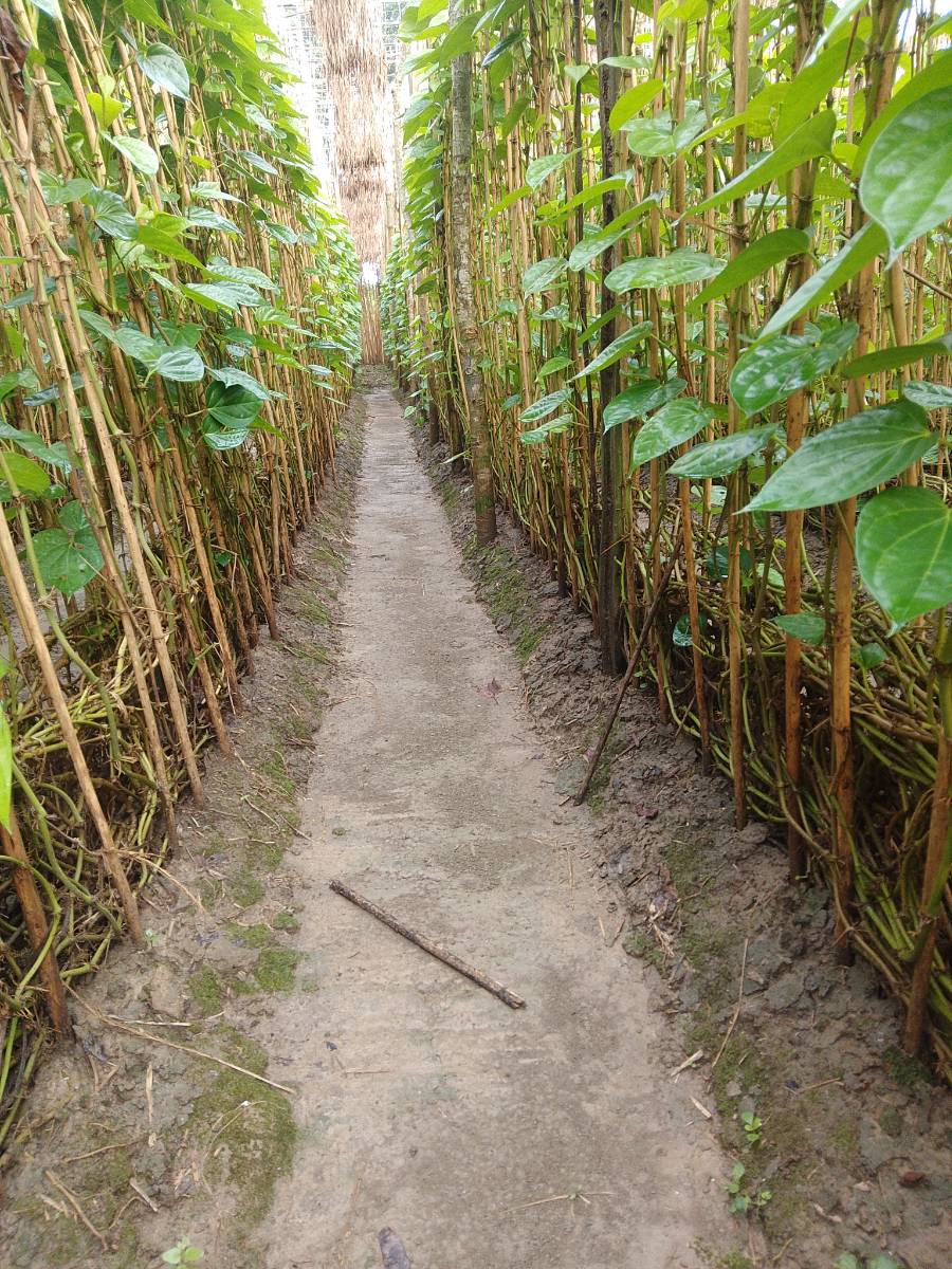 কুষ্টিয়া সদর, কুষ্টিয়া