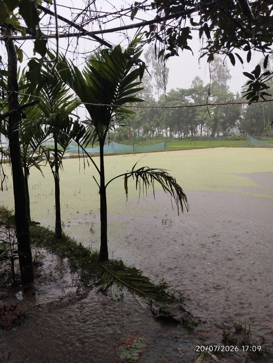 পীরগাছা, রংপুর