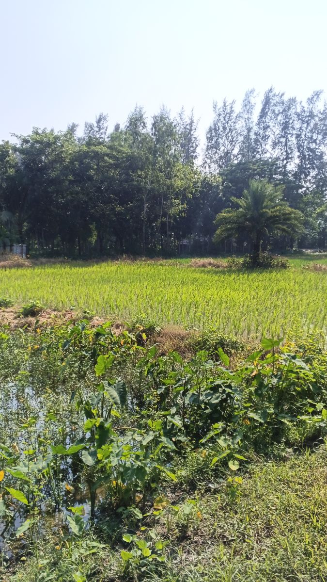 সুবর্ণচর, নোয়াখালী