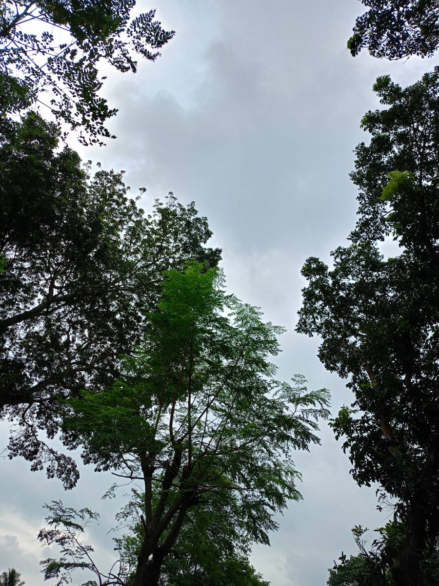 শালিখা, মাগুরা