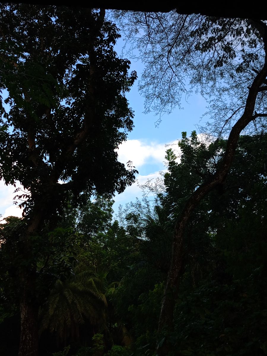 শালিখা, মাগুরা