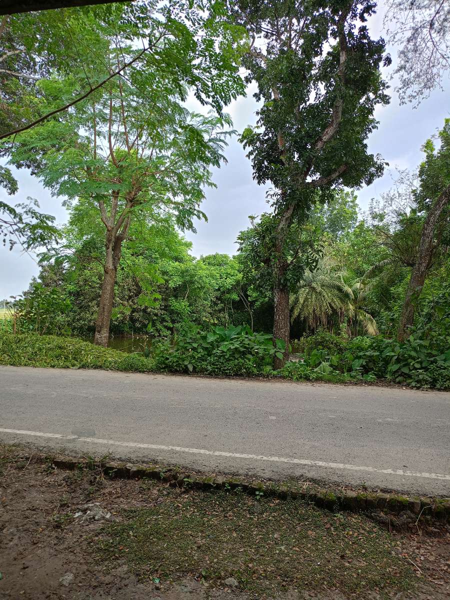 শালিখা, মাগুরা
