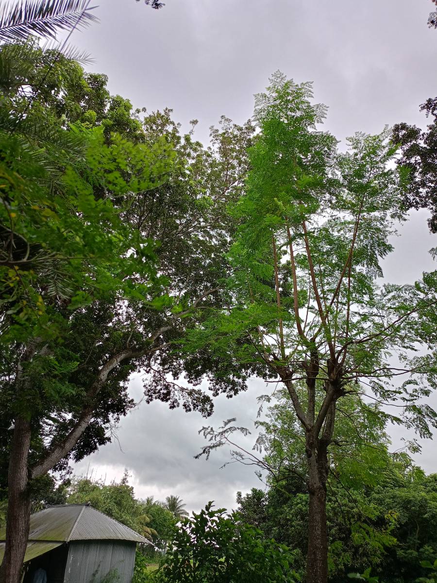 শালিখা, মাগুরা