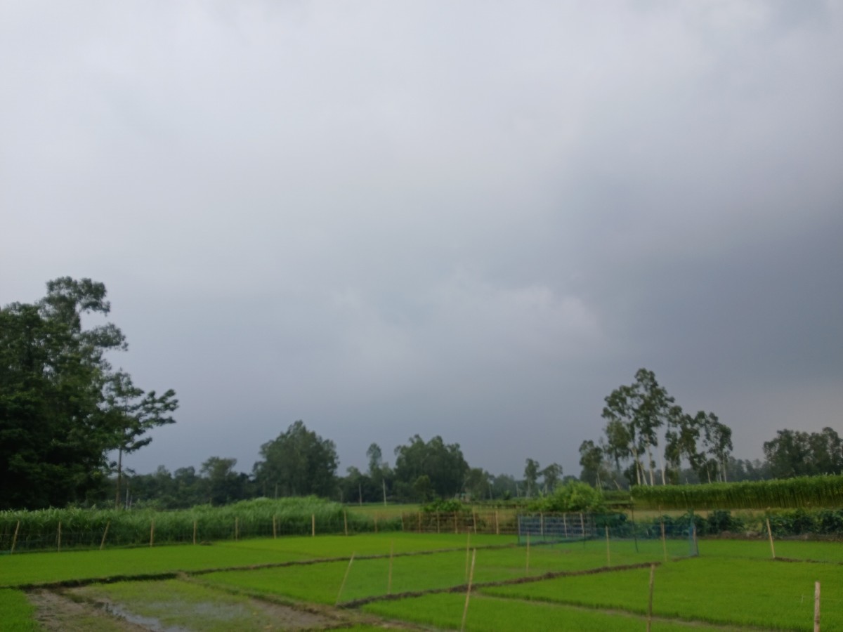 পলাশবাড়ী, গাইবান্ধা