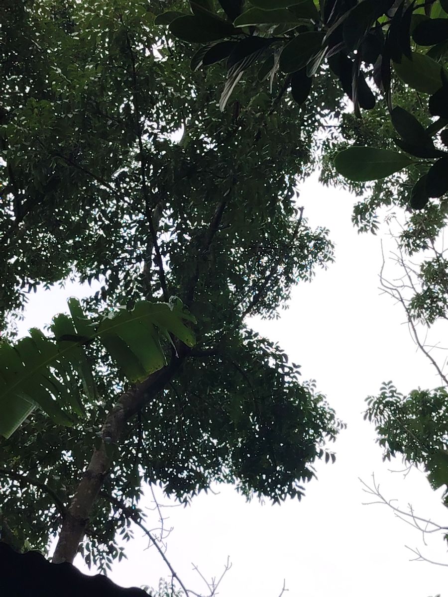 বোয়ালমারী, ফরিদপুর