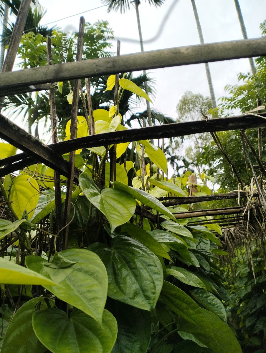 মনোহরদী, নরসিংদী