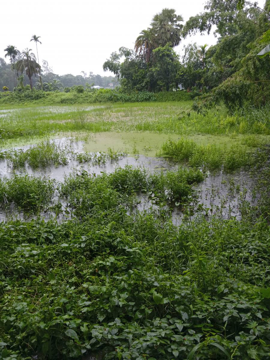 সোনাইমুড়ী, নোয়াখালী