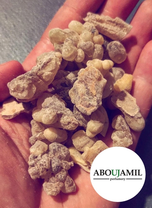 Image de LOUBAN Cartérii (Louban de somalie)