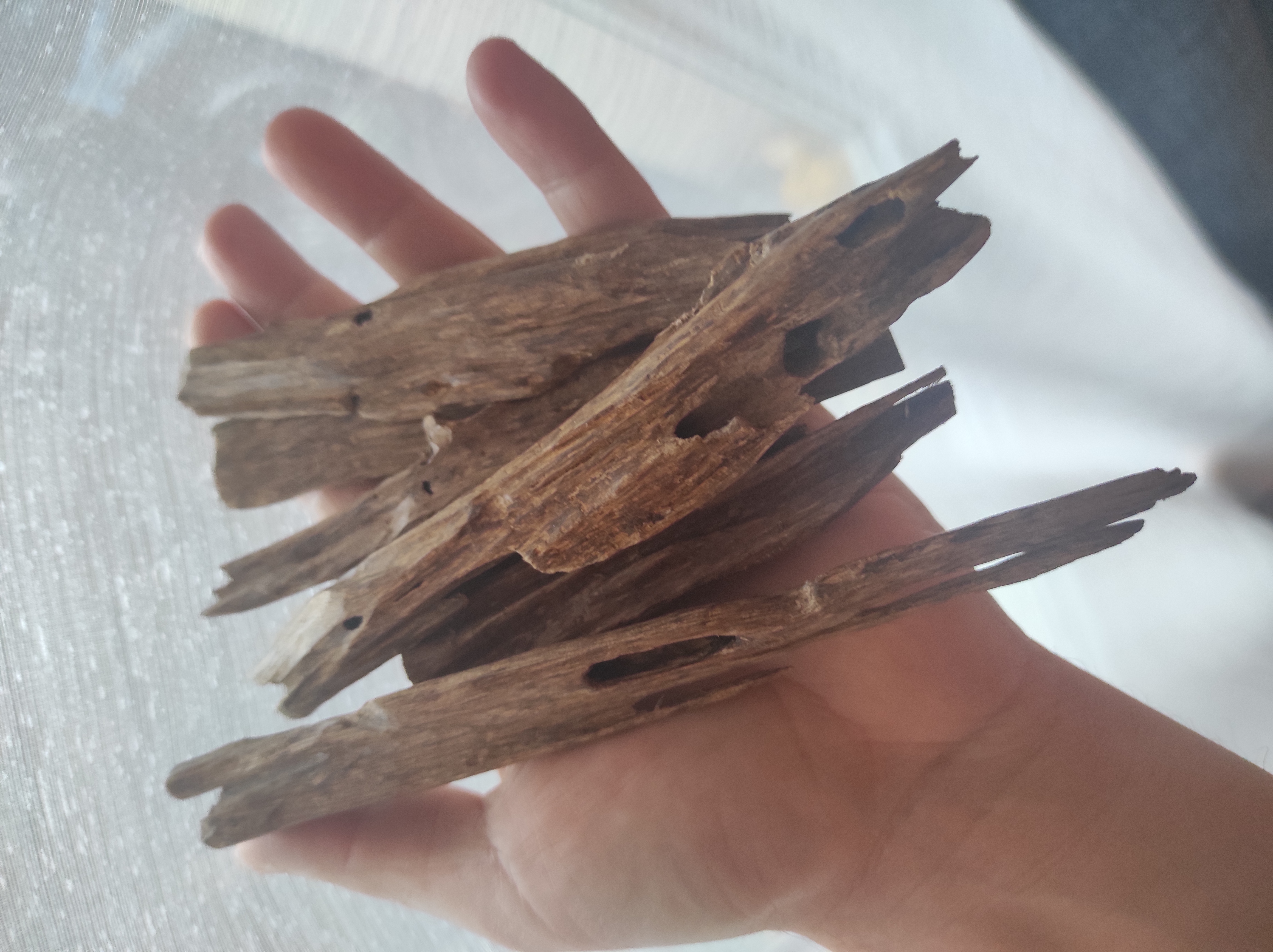 Image de OUD ASSAMI grade A