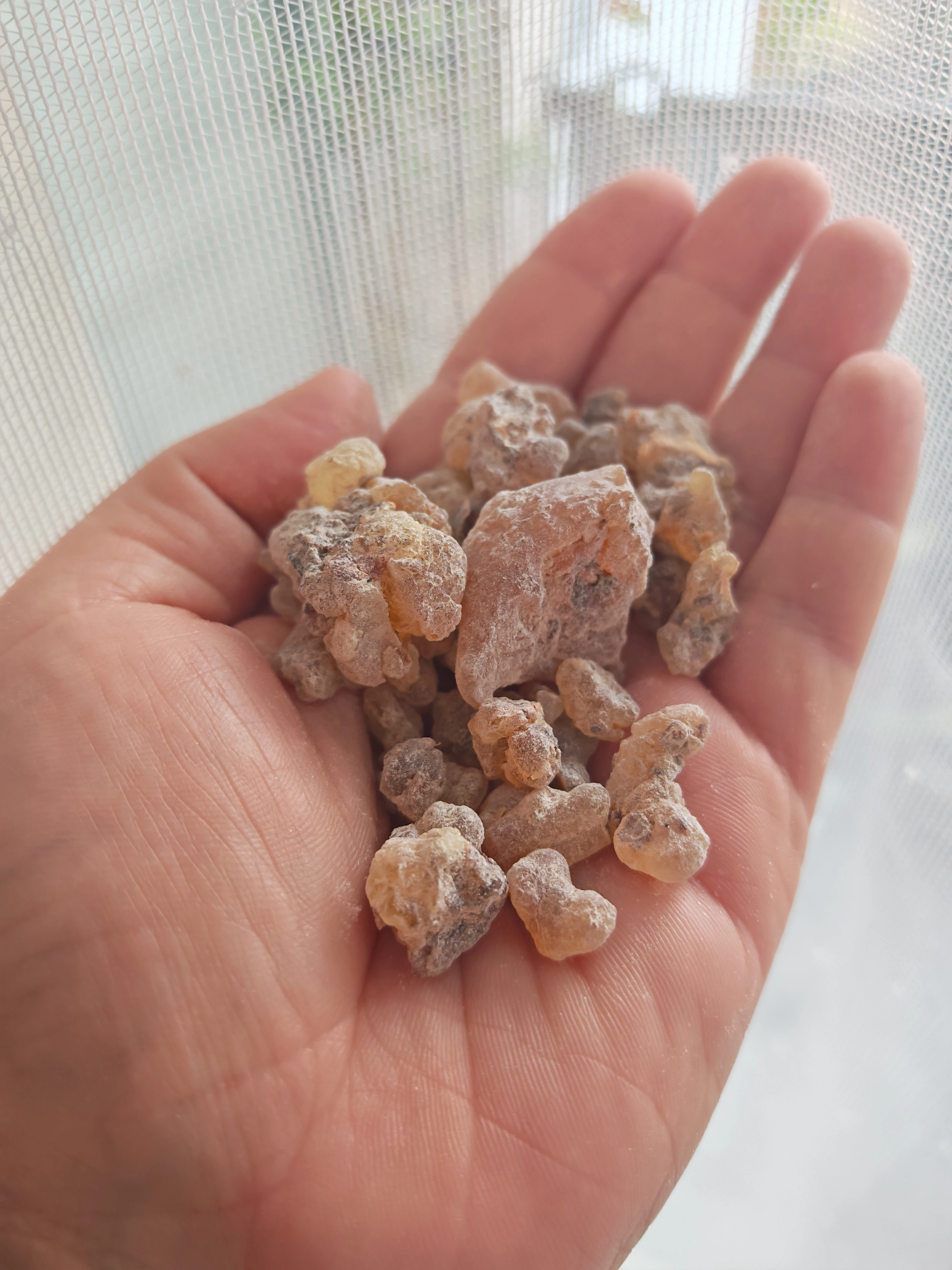 Image de LOUBAN DHAKAR HOUJARI SOMALIE (Résine d'oliban grade )