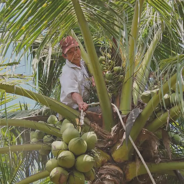 Produk kelapa premium Acaloca
