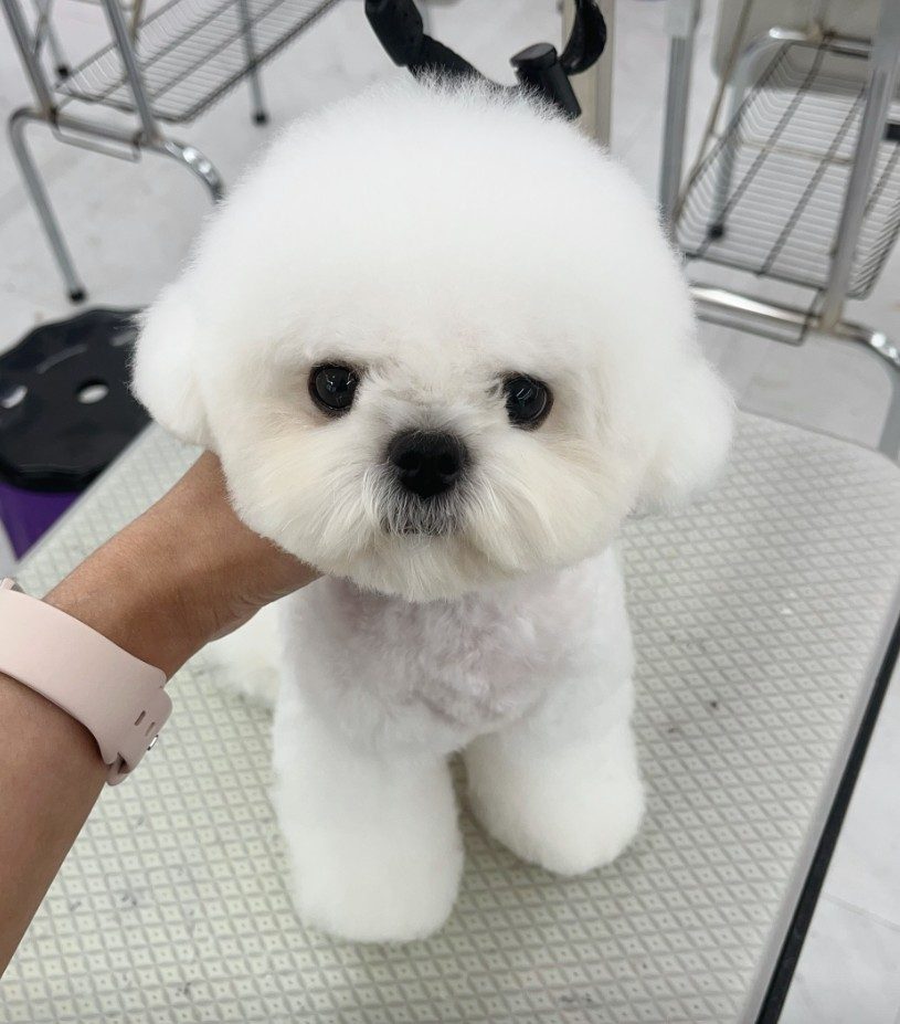 실전펫미용반 수강생 후기 사진