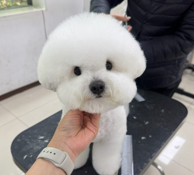 실전펫미용반 수강생 후기 사진