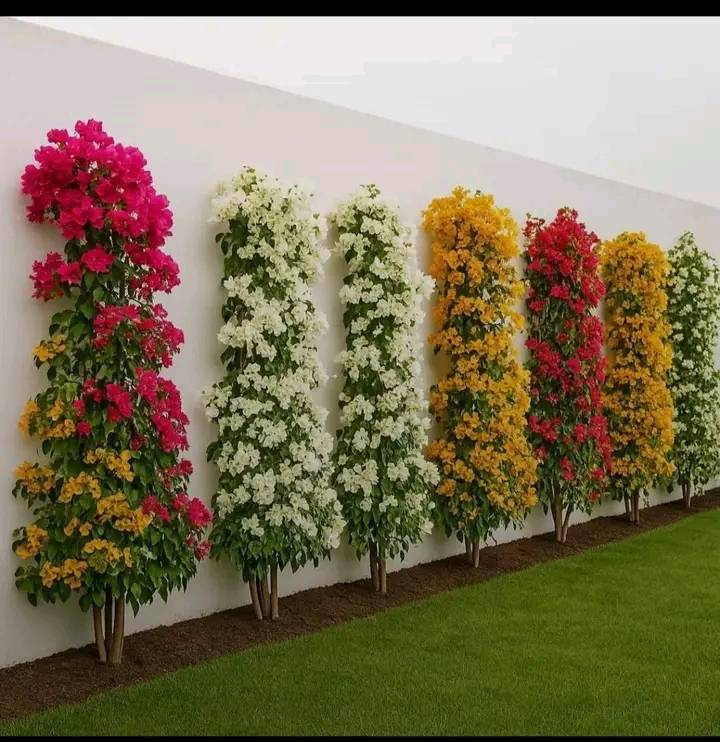 Jardinier a Marrakech - ACHNO