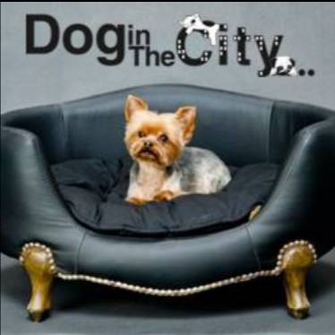 Dog in The City