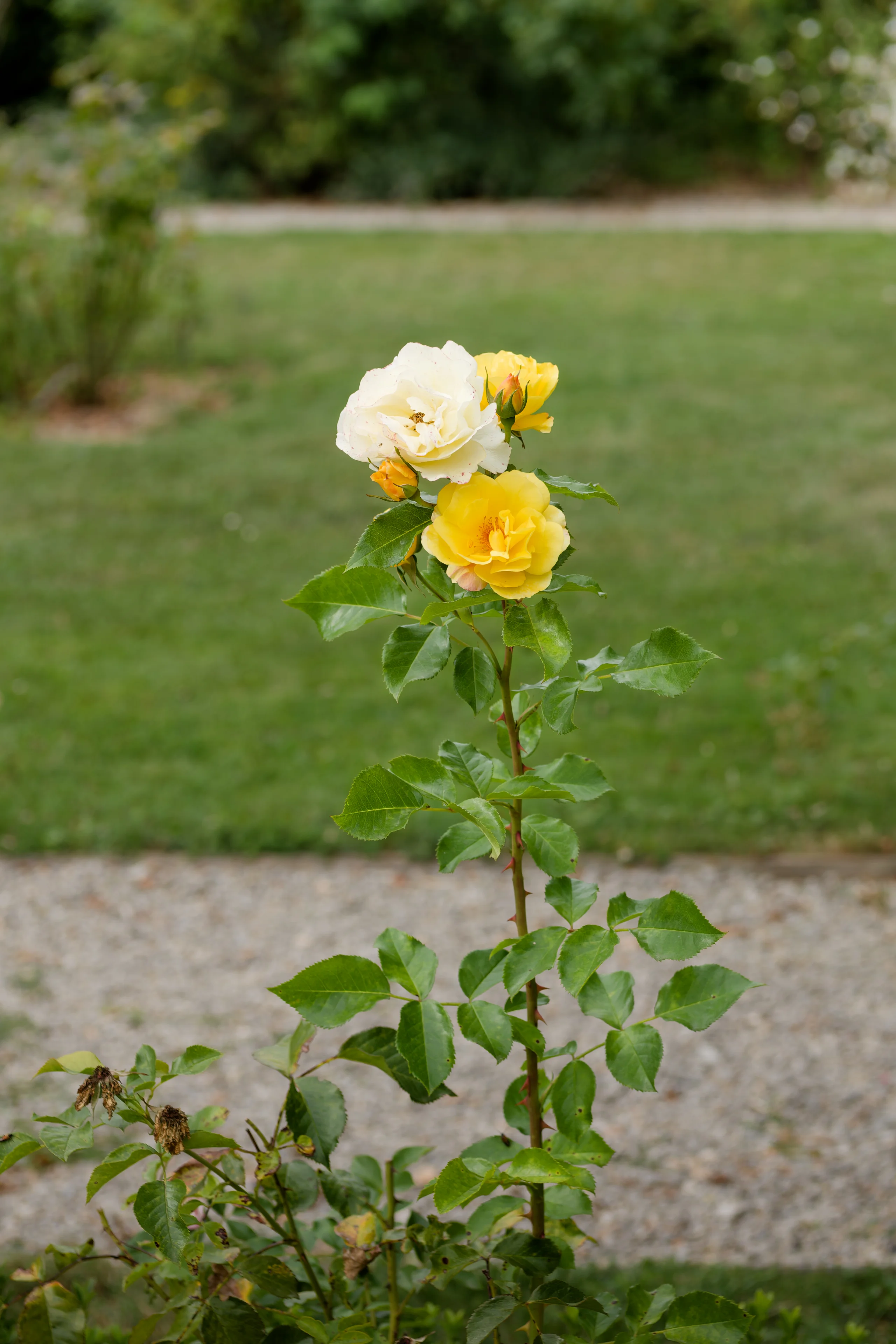 Rose jaune et blanche
