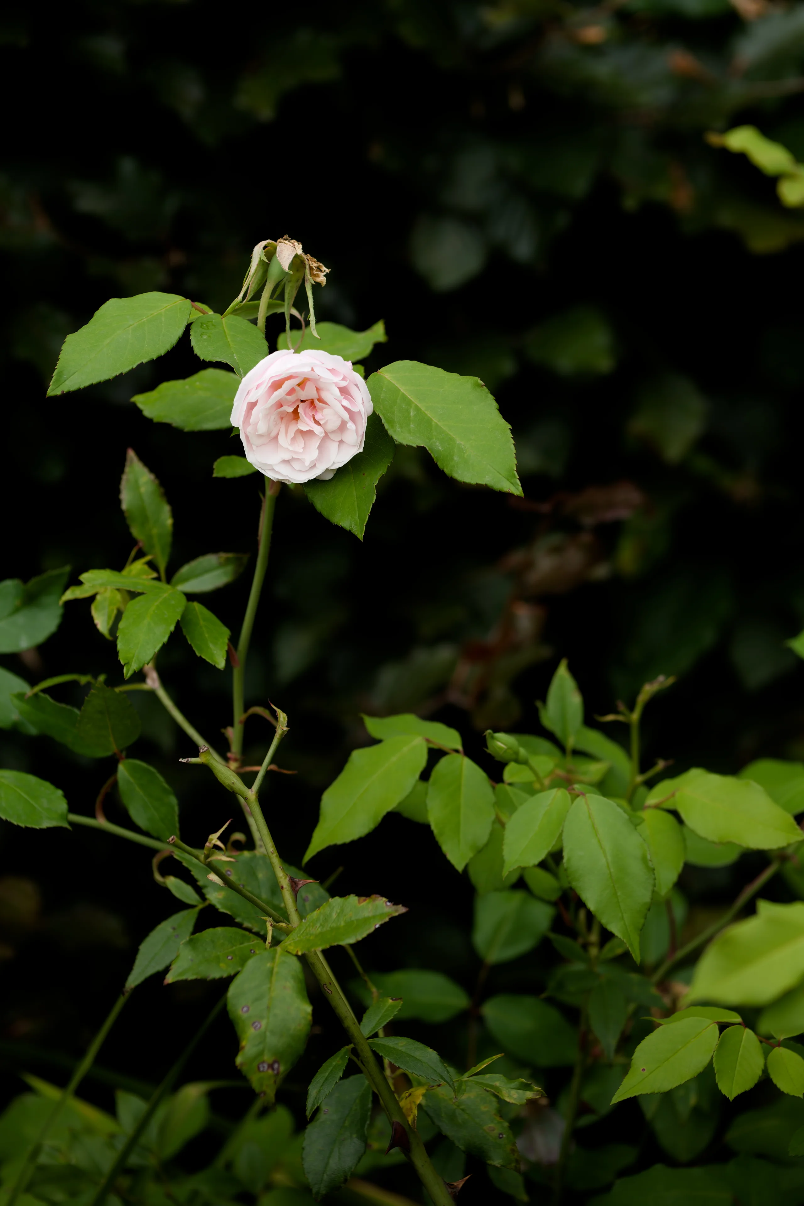 Rose — 08