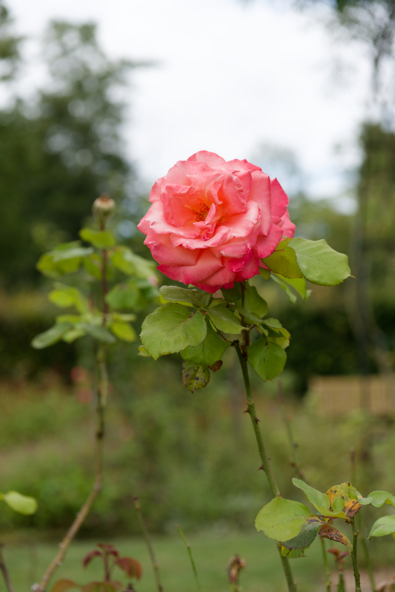 Rose — 01