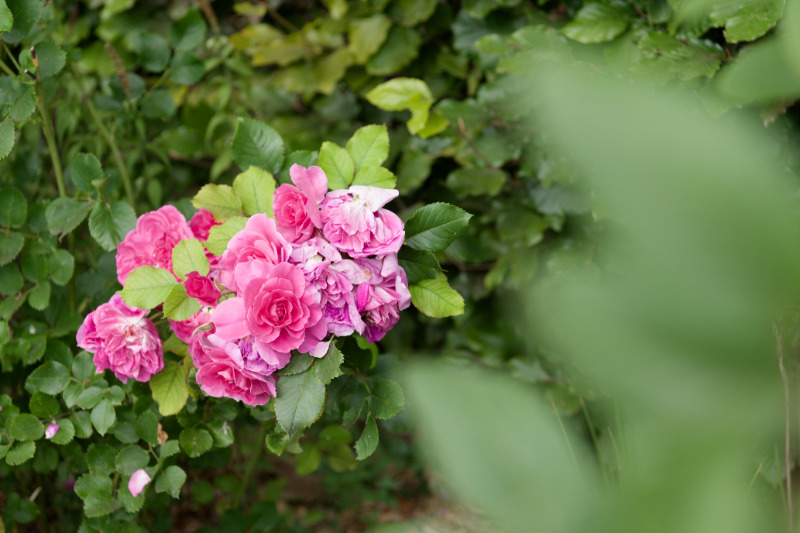Roses — 06
