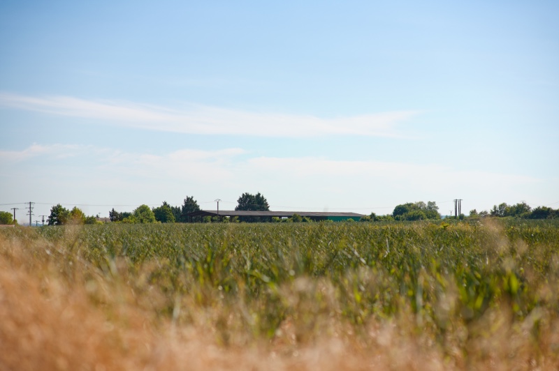 Agricultural Barn