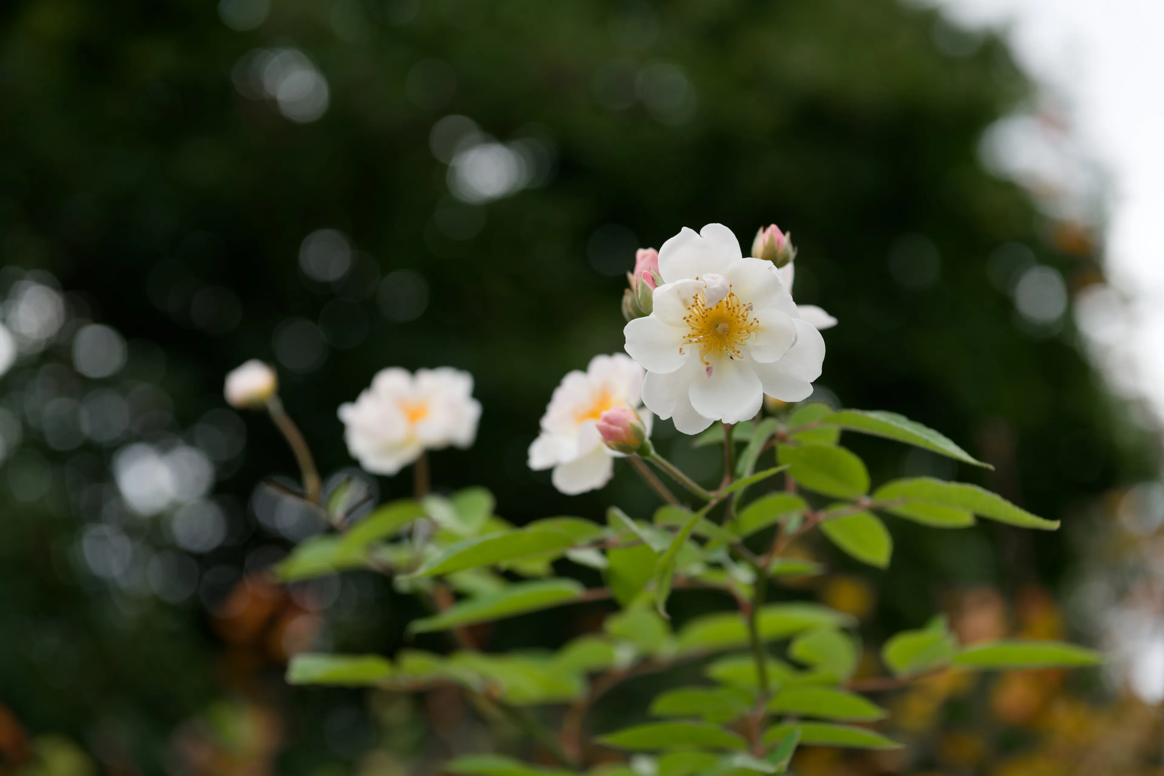 Roses — 03