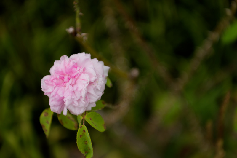 Rose — 02