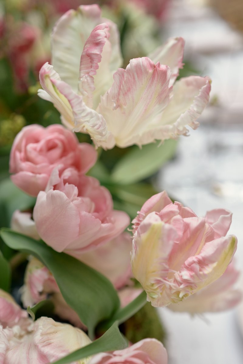 A beautiful close-up shot of a floral arrangement featuring delicate pink and white parrot tulips alongside soft pink ga