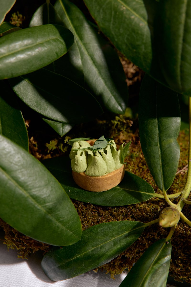 A small, artfully presented tart with light green piped cream and a delicate leaf garnish is nestled among large, dark g