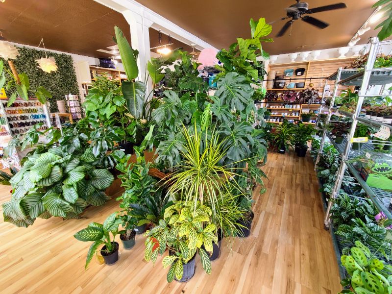 Midwest Tropical Plant Expo 2024