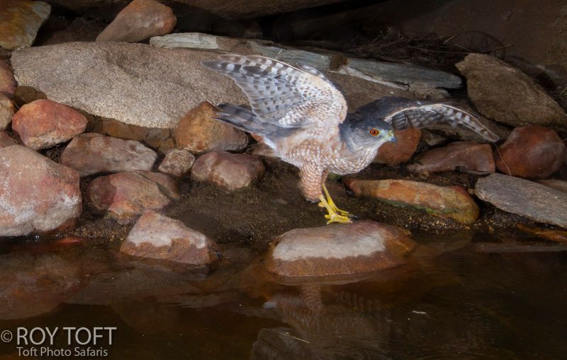 Tips & Tricks for Photographing Birds with Roy Toft