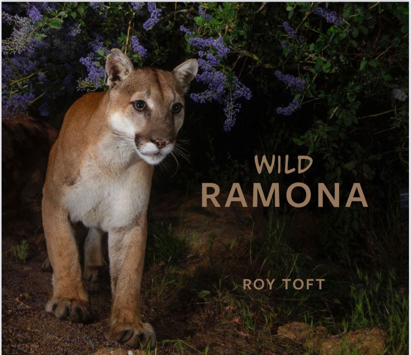 Book Release - Wild Ramona & Wine