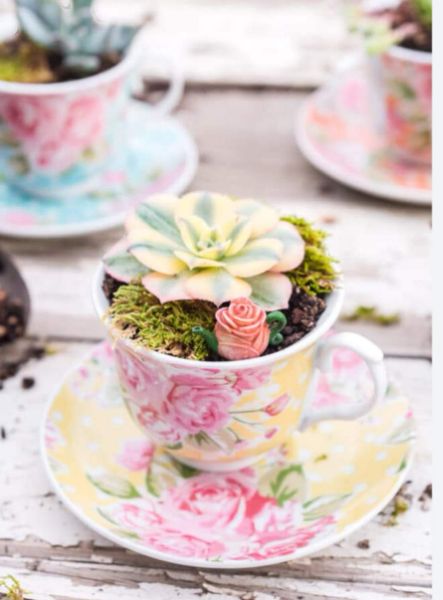 Tea Cup Succulents