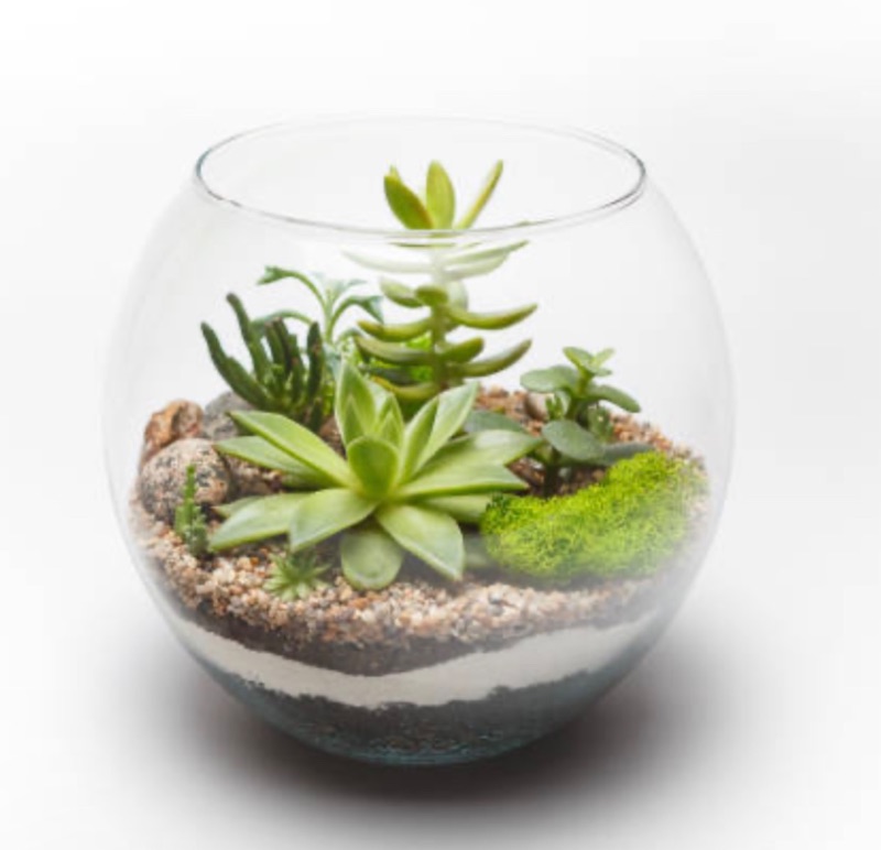 Succulent Workshop at Forest & Main Hosted By Carmella Creations