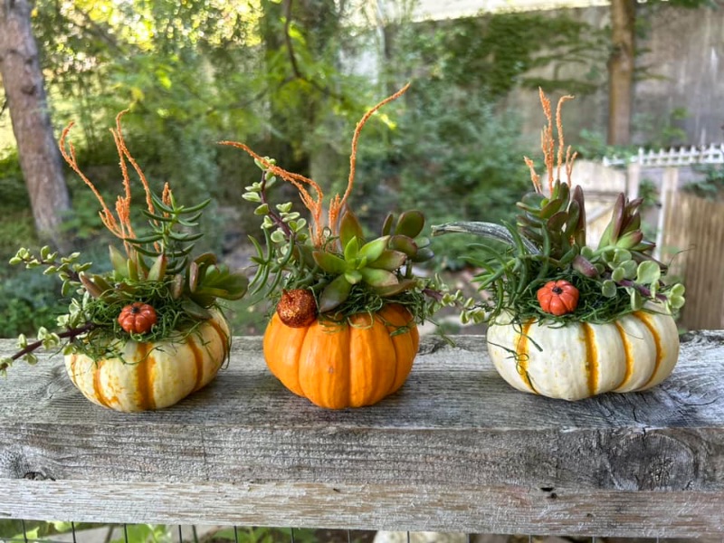 Succulent Pumpkin Workshop