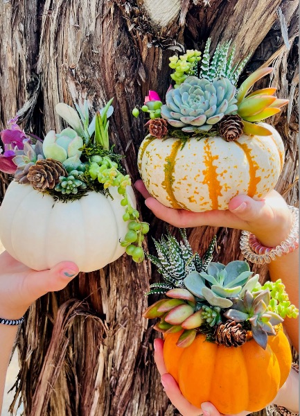 Succulent Pumpkin Workshop