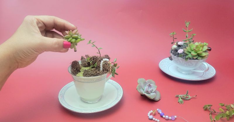 Make Your Own Teacup Terrarium