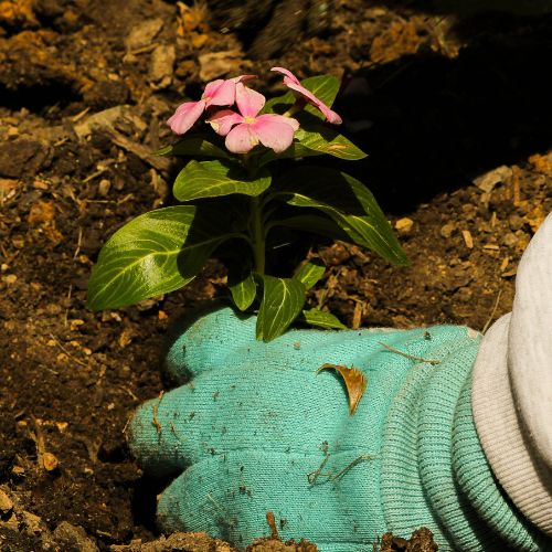 Session 2: Grow Like a Pro (June 30 - July 3)