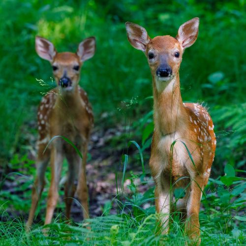 Session 3: Animal Detectives (July 7 - 11)