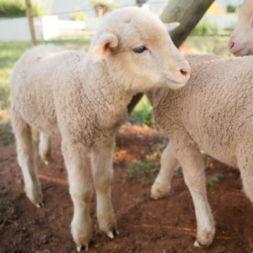 Session 4: For the Love of Animals (July 14 - 18)