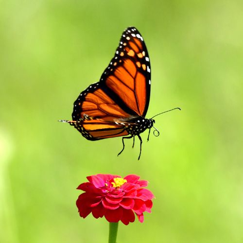 Session 5: The Wonderful World of Wings (July 21 - 25)
